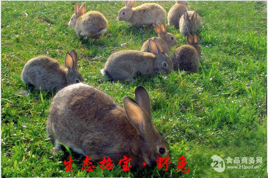 【放养野兔养殖技术】