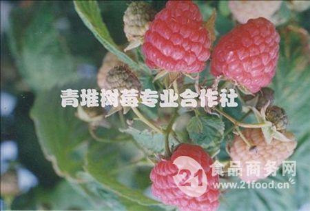 树莓苗供应商_树莓苗价格_批发采购