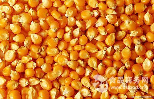 求购玉米种京科968 (内蒙古 赤峰 采购商)