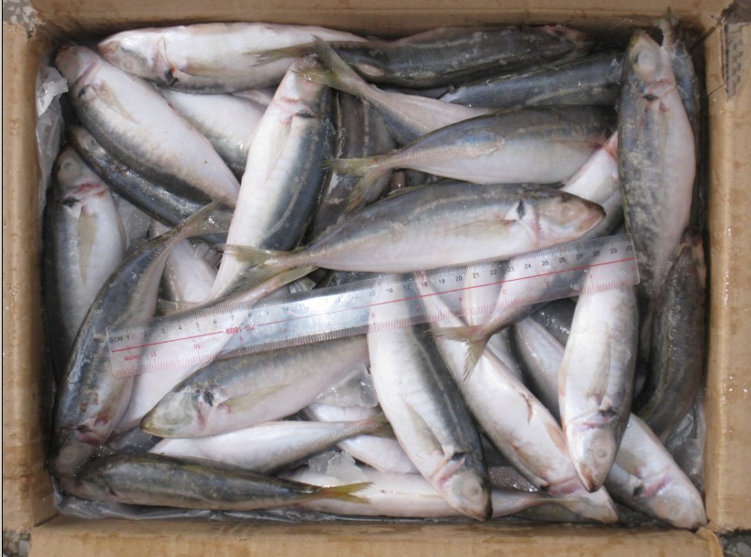 巴浪鱼 (广西北海 )-食品商务网