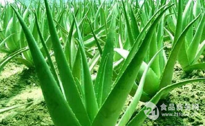 芦荟提取物植物粉供应商、芦荟粉商、价跑道形磁性材料图片