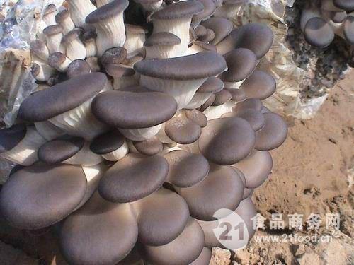 无公害蘑菇-中国 淮南-无公害绿色蘑菇