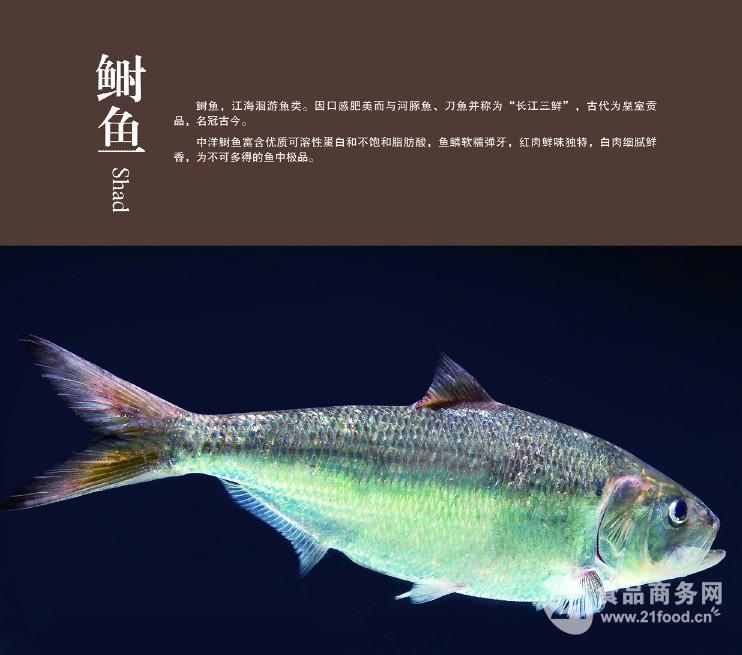 中洋鲥鱼,鲥鱼,江鲜,中洋(中国 南通)-江苏中江食品科技有限公司