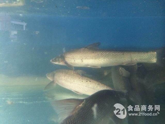 银鳕鱼-中国 成都