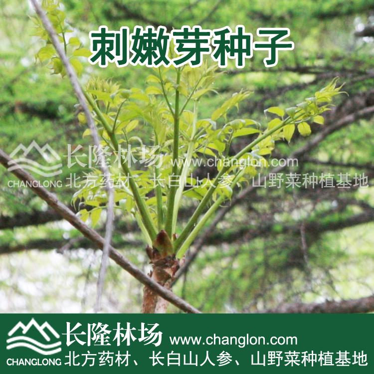 刺嫩芽种子价格
