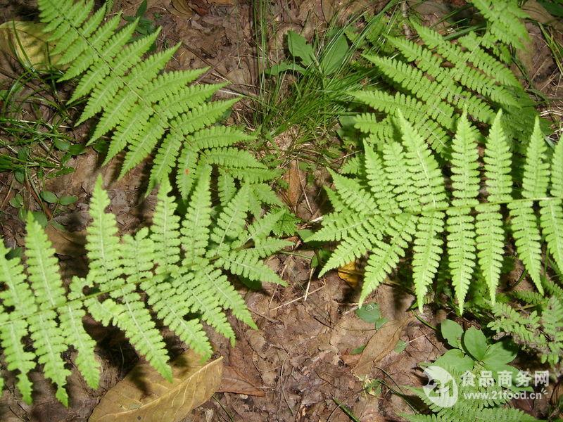 贯众提取物_陕西西安__植物提取物-食品商务网