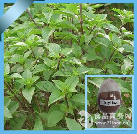 天然香料罗勒叶提取物-中国 西安-Acetar