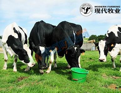 现代牧业一波未平一波又起