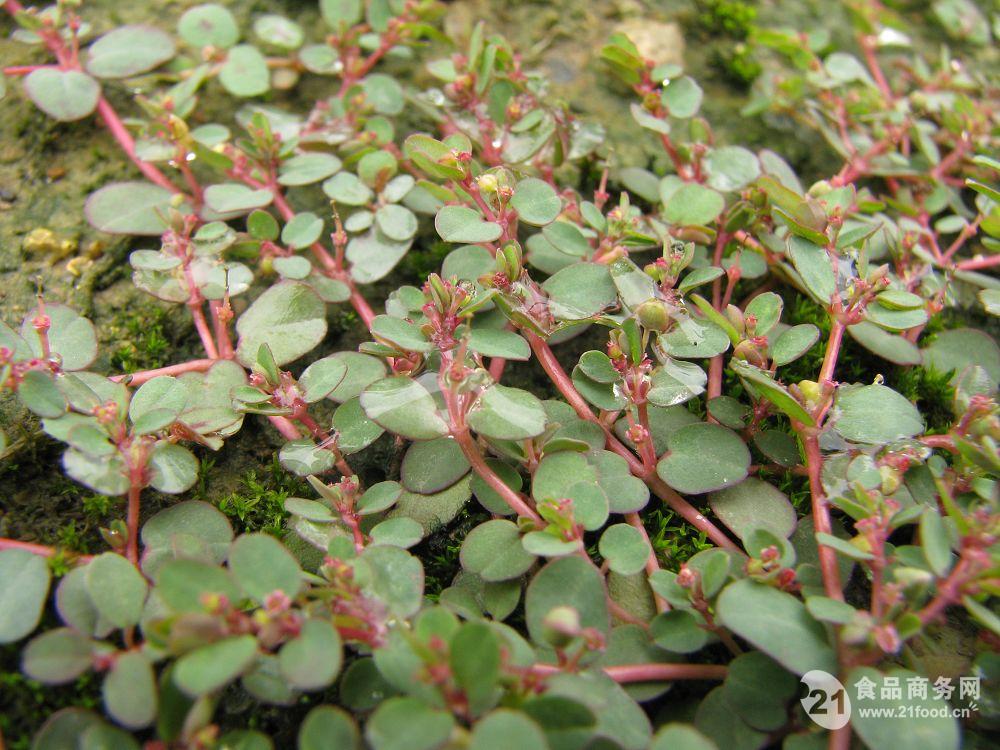 斑地锦提取物沙棘提取物沙棘粉