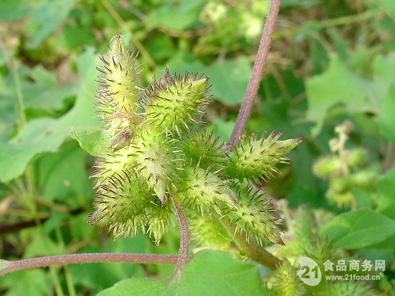 野茄子提取物