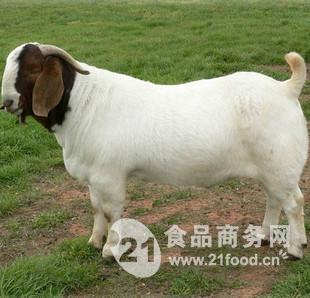 纯种波尔山羊价格