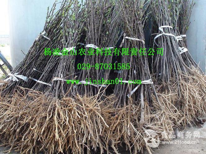 供应文冠果种子苗木
