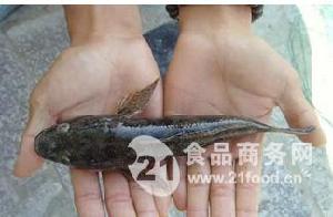 野生呆子鱼