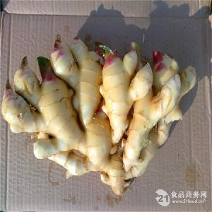西林火姜生姜种子-中国 北京-金农丰源