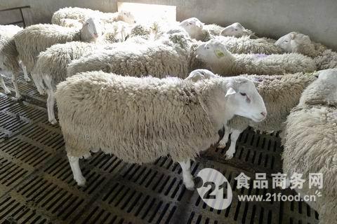 农民致富好帮手应举种羊场供应优良种羊