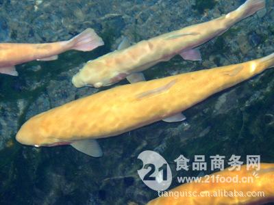 金鳟鱼多少钱一斤图片