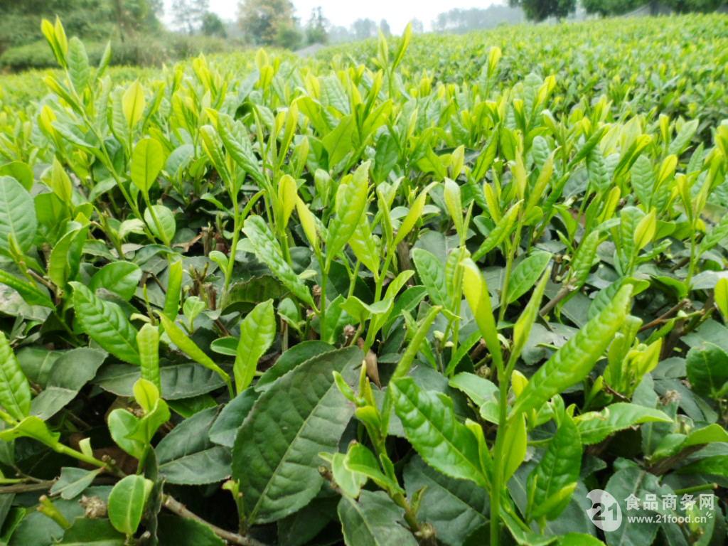 茶樹有性系品種.喬木型,大葉類,早生種.