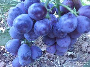 早熟葡萄新品种
