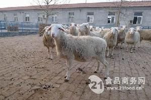 河南封丘种羊场 长期大量供应小尾寒羊母羊