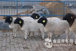 封丘县应举种羊场销售杜寒杂交种公羊