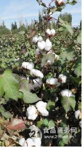 适合南疆大铃高产高品质棉花种子