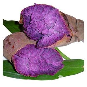 一級脫毒紫薯種子