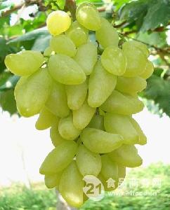 適合北方地區種植的葡萄品種